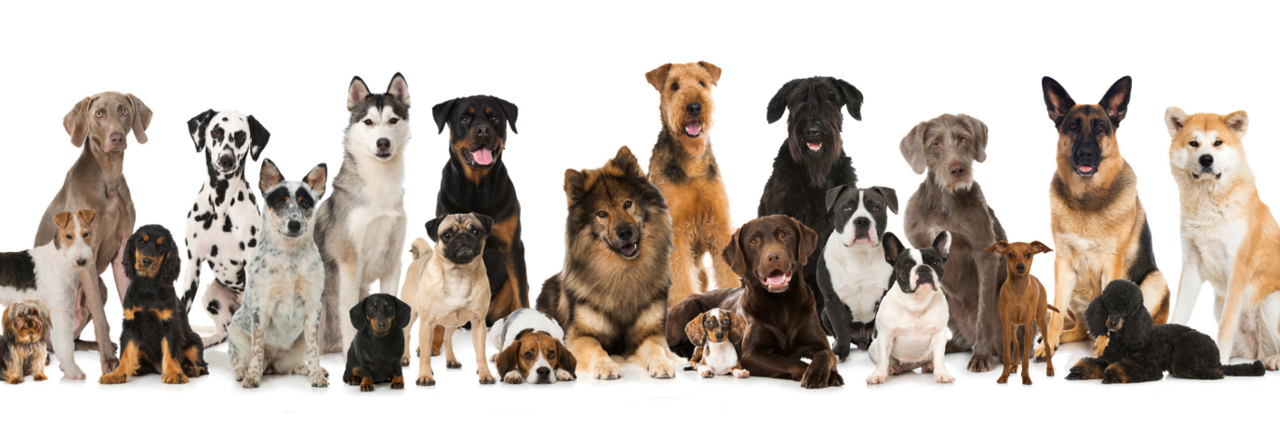 Streberzamperl Hundetraining Hunde Verhaltensberatung