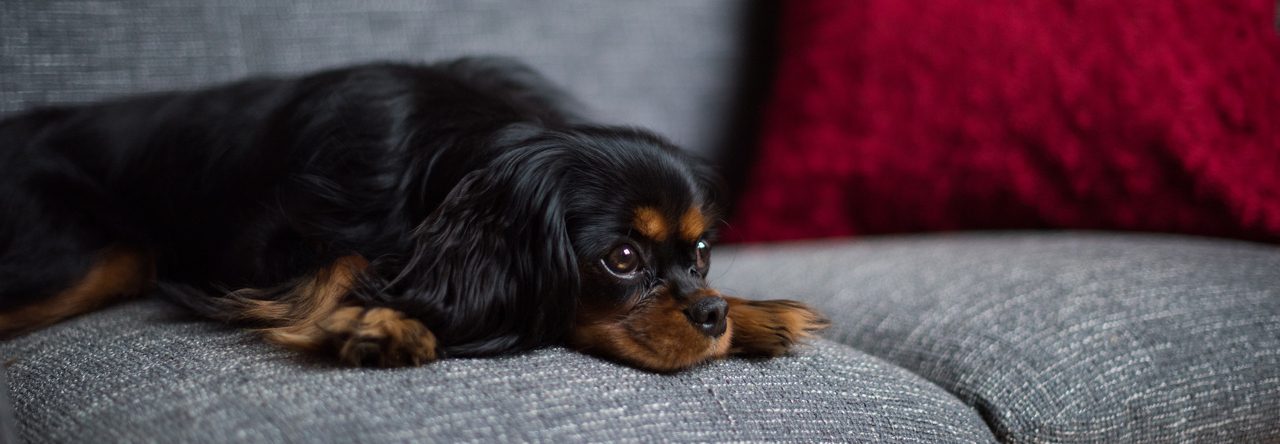 Hundetraining Streberzamperl | Hund auf der Couch