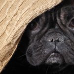 Streberzamperl Blog | Geräuschangst bei Hunden