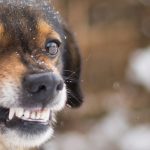 Elisabeth Strömer - Hundetraining Angst vor Menschen